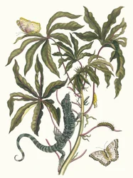 キャッサバ。 1705 年に『Metamorphosisinstorum Surinamensium』という本から。