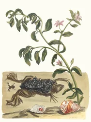 クレソン。 1705 年に『Metamorphosisinstorum Surinamensium』という本から。