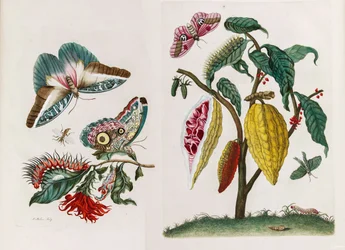 1705 年に『Metamorphosisinstorum Surinamensium』という本から。