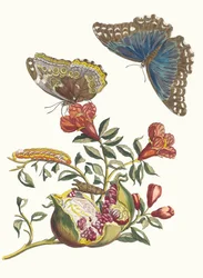擲弾兵。 1705 年に『Metamorphosisinstorum Surinamensium』という本から。