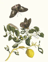 リモニエ。 1705 年に『Metamorphosisinstorum Surinamensium』という本から。