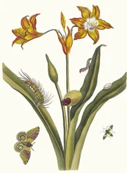 リス・ルージュ。 1705 年に『Metamorphosisinstorum Surinamensium』という本から。