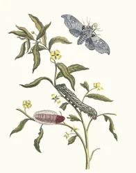 ルドウィジア オクトバルビス。 1705 年に『Metamorphosisinstorum Surinamensium』という本から。