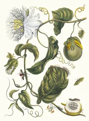 マルキア。 1705 年に『Metamorphosisinstorum Surinamensium』という本から。