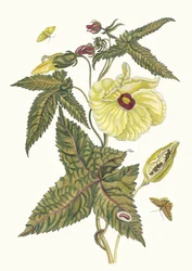 Muscus-Bloem。 1705 年に『Metamorphosisinstorum Surinamensium』という本から。