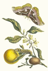 オランジャー。 1705 年に『Metamorphosisinstorum Surinamensium』という本から。