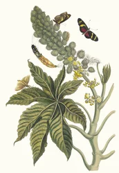 パルマ・クリスティ。 1705 年に『Metamorphosisinstorum Surinamensium』という本から。