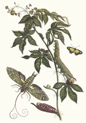 リシヌス・ダメリク スリナムの昆虫の本変態、1705年から。