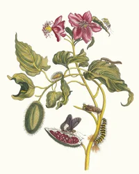 ロク。 1705 年に『Metamorphosisinstorum Surinamensium』という本から。