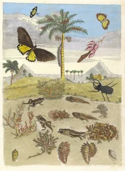 クワガタ、両生類、ヤシの木。 1705年、『変態昆虫学』より。