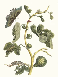 ホワイトグァバ。 1705 年に『Metamorphosisinstorum Surinamensium』という本から。
