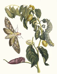ズルサク。 1705 年に『Metamorphosisinstorum Surinamensium』という本から。