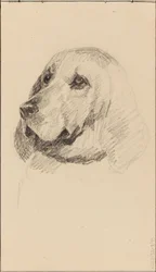 犬の頭部