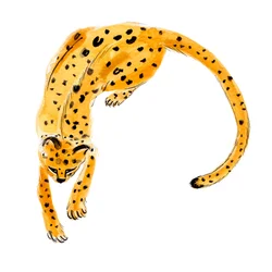 丸まったヒョウ、2020年（紙に水彩）