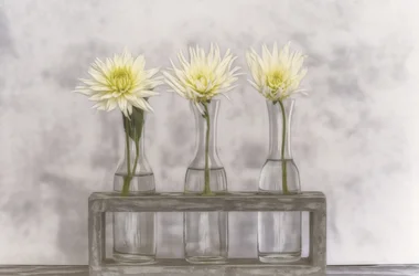 ガラスの花瓶に生けたダリア