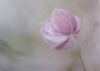 柔らかなピンクの花