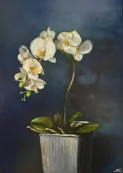 上品な鉢植えのラン