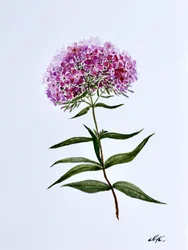 鮮やかな植物の花