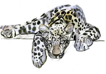 アラビアヒョウ、2008