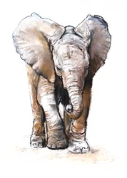 濃度（子象）、2018年