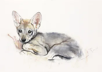 カールアラビアのオオカミの子犬、2009年（紙に炭と炭）