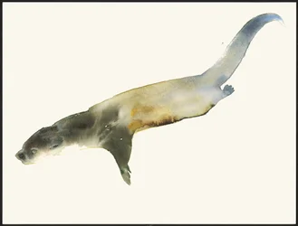 ヨーロッパカワウソ