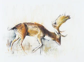 Pisanello Buck、2006年（木炭と紙のコンテ）