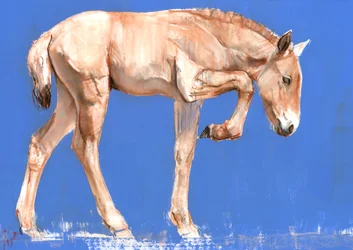 Przewalski Foal、2012年（紙のミクストメディア）