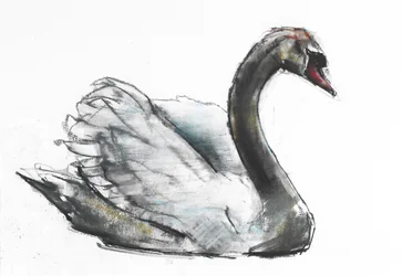 白鳥（紙に炭とコント）