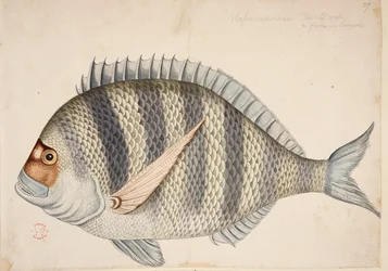 魚。
