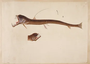 Chauliodus sloanei。 ウナギに似た生き物。
