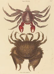 赤斑のロッククラブCancer grapsus、1731-1743年発行。