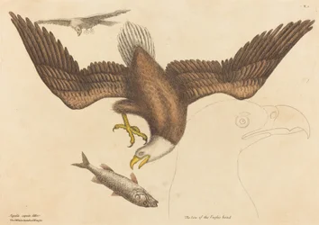 白頭ワシ (Falco leucocephalus)