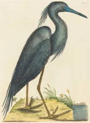 アオサギArdea coerulea、1731年から1743年に出版された。