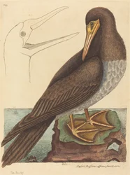 カツオドリ Pelecanus Sula、1731-1743年刊。