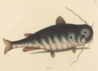 1754年に出版された「The Cat Fish Silurus catus」。