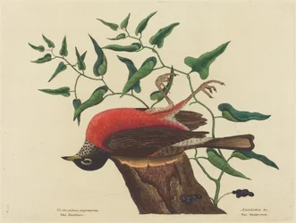 Carolina Turdus migratorius のフィールドフェア、1731 年から 1743 年に発行。