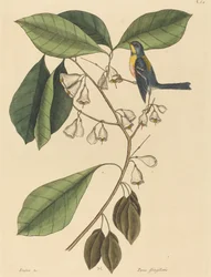 フィンチ クリーパー (Parus americanus)