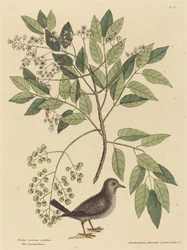 地上の鳩 (Columba passerina)