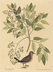 スズメバト Columba passerina、1731-1743年刊行。