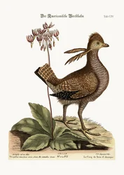 ライチョウの雄、1749-73年