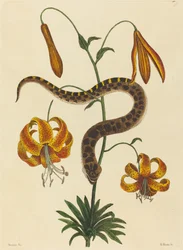 豚鼻ヘビ (Boa contortrix)