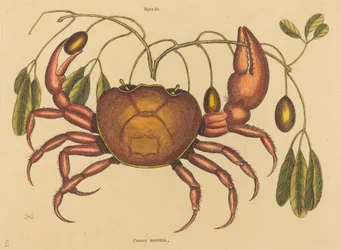 1731年から1743年に出版された「The Land-crab Cancer ruricola」。