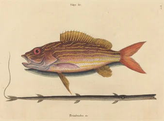レーンスナッパー (Sparus synagris)