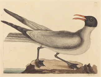 笑うカモメ (Larus articilla)