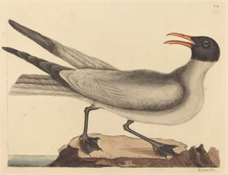 笑うカモメ Larus articilla、1731 ～ 1743 年に発行。