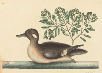 1754年に出版された「The Little Brown Duck Anas rustica」。