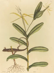 リヨン トカゲ (Laceta 6-lineata)