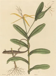 リヨン トカゲ (Laceta 6-lineata)