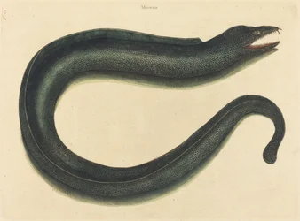 ムラヤ (Murayena helena)